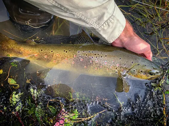 pesca mosca bosnia trucha