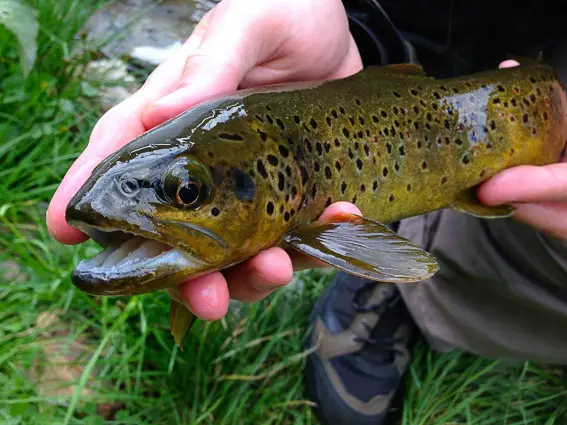 fly fishing spain trout barcelona