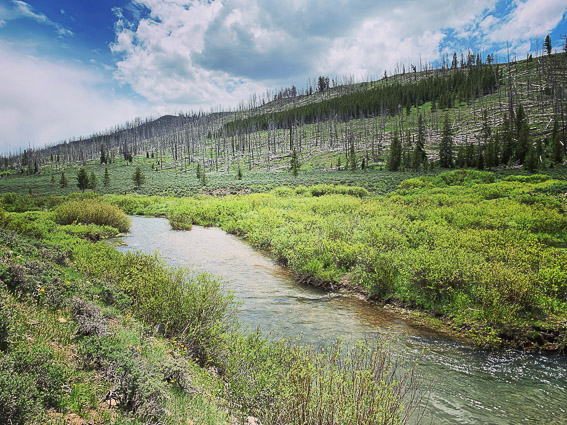 Fly fishing in Wyoming backcountry river for wild trout
