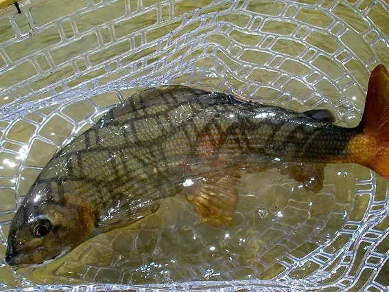 pesca mosca trucha austria mittersill