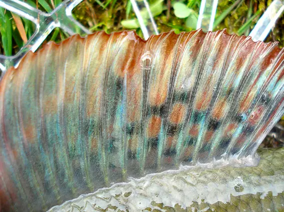 grayling fishing in europe