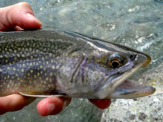pesca mosca trucha austria mittersill