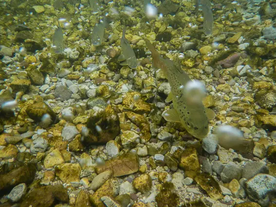 pesca mosca bosnia trucha