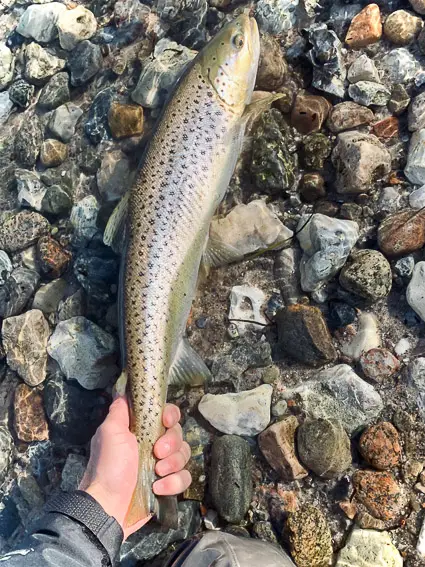 pesca mosca reo dinamarca