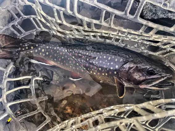 brook trout fishing in europe