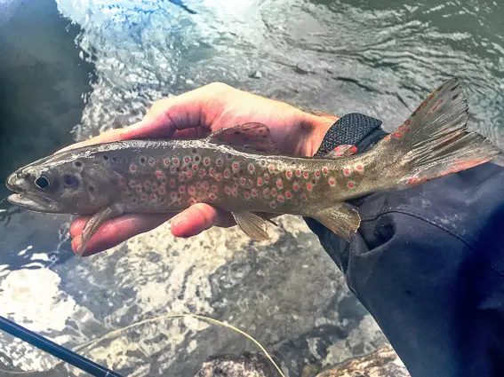 pesca mosca trucha austria mittersill