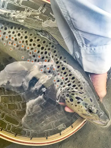 pesca mosca trucha austria mittersill