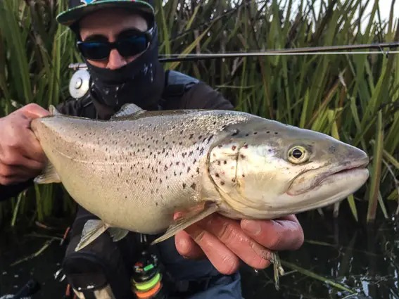 fly fishing spain trout barcelona