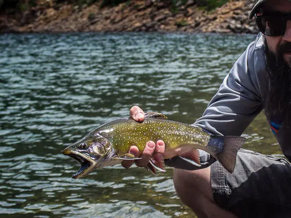 fly fishing spain brook trout
