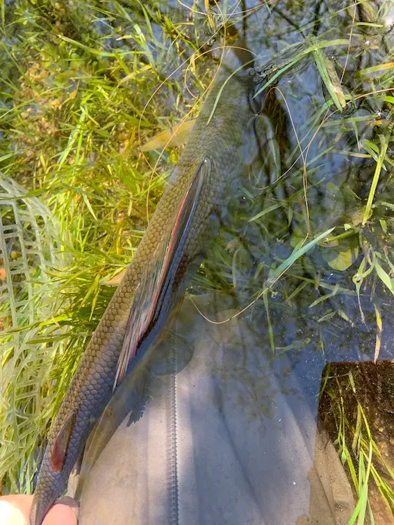 pesca mosca timalo bosnia