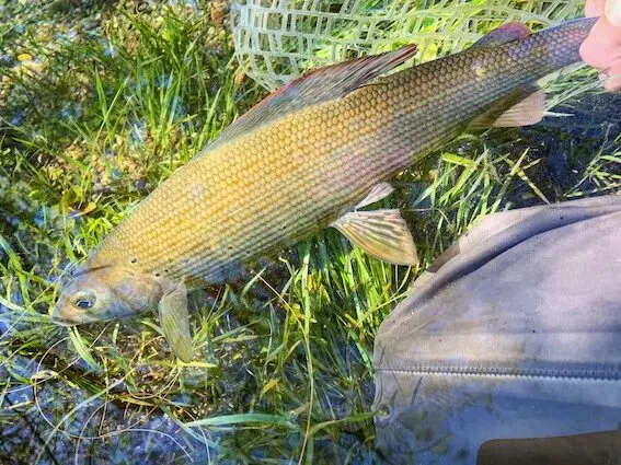 pesca mosca bosnia timalo