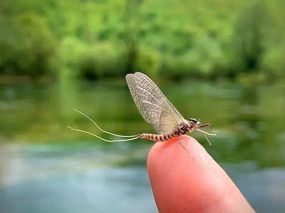 pesca mosca bosnia dry fly