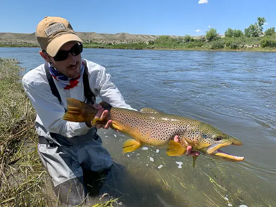 fly fishing wyoming brown