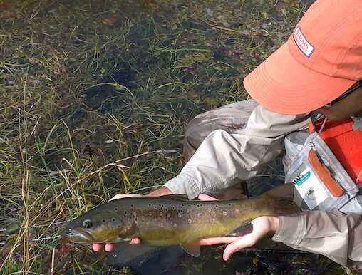 fly fishing pliva river bosnia