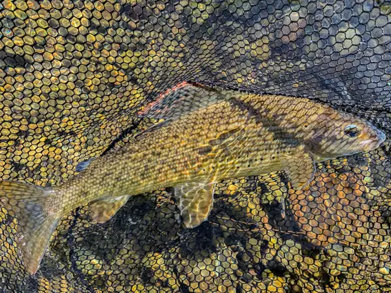 pesca mosca bosnia timalo grayling