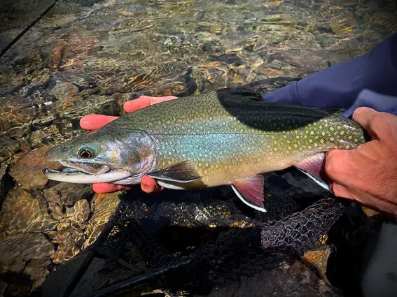 fly fishing spain brook trout