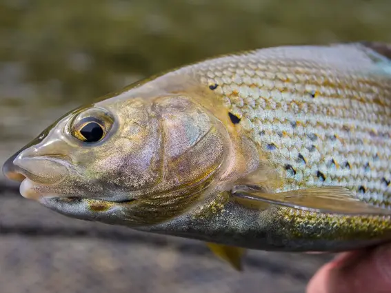 pesca mosca timalo bosnia