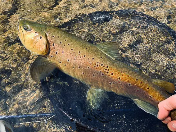fly fishing spain trout barcelona