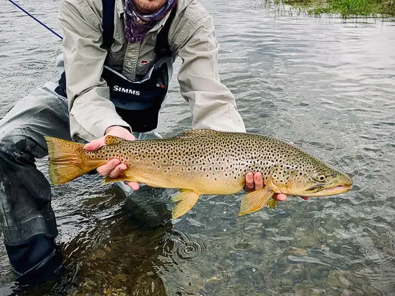 pesca mosca trucha wyoming