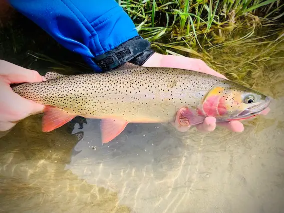 pesca trucha cutthroat en estados unidos