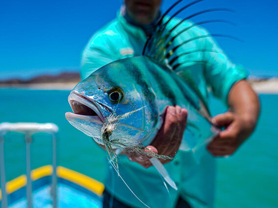 pesca mosca mexico california pez gallo o roosterfish