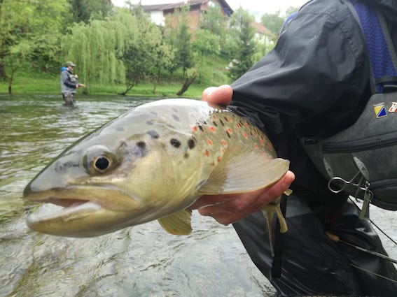 brown trout fishing ribnik bosnia