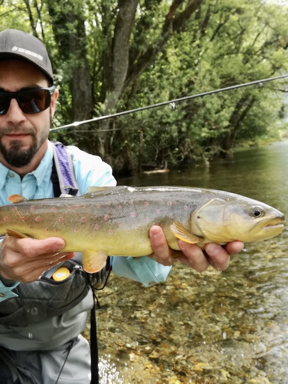 brown trout Ribnik bosnia