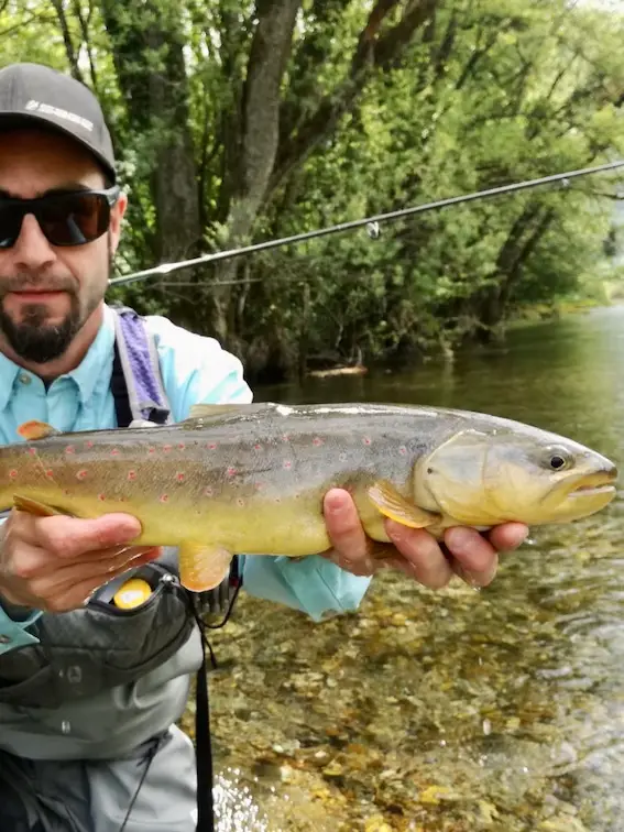 brown trout Ribnik bosnia