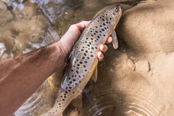 fly fishing trip kyrgyzstan