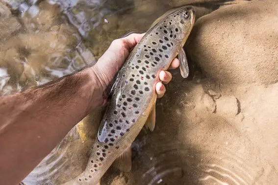 fly fishing trip kyrgyzstan