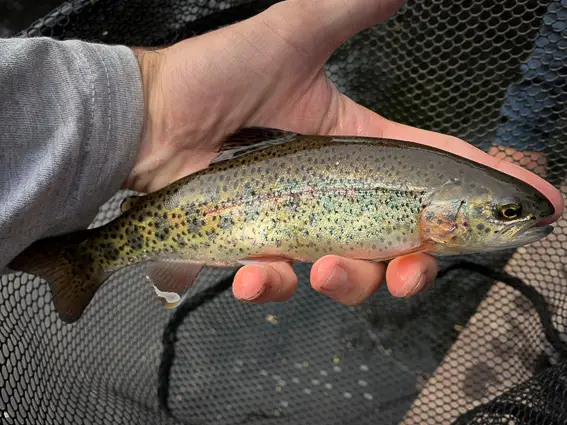 pesca trucha kirguistan