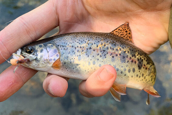 rainbow trout kyrgyzstan