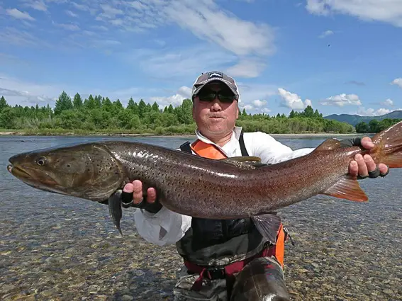 Taimen del río uur mongolia