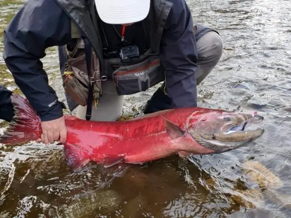 chinook salmon pesca alaska