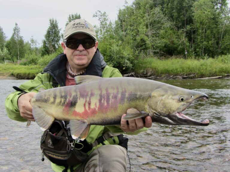 pesca chum salmon Alaska