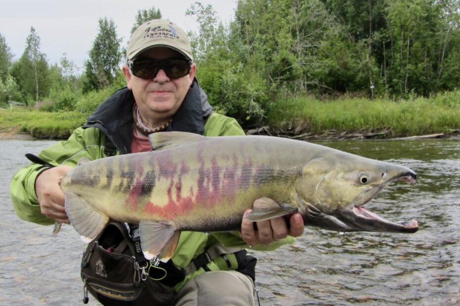 pesca chum salmon Alaska