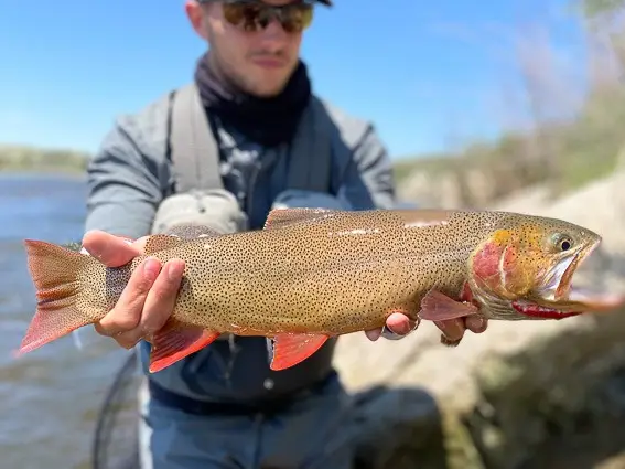 fishing cutthroat wyoming green river