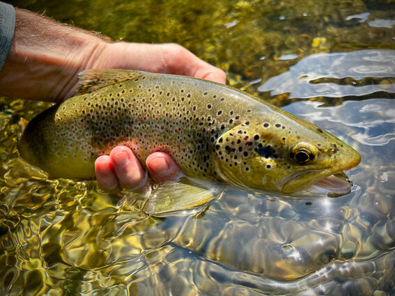 fly fishing in spain