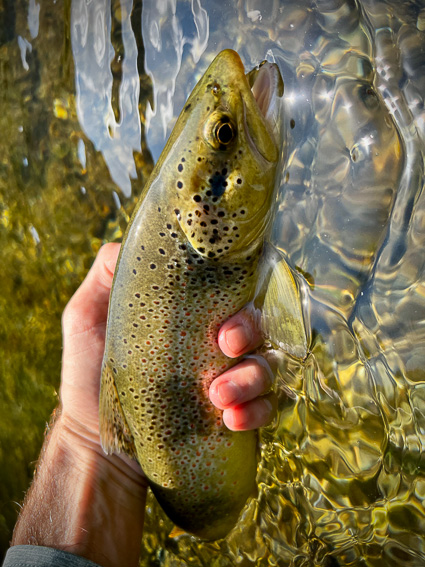 fly fishing in spain