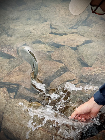 fly fishing in spain