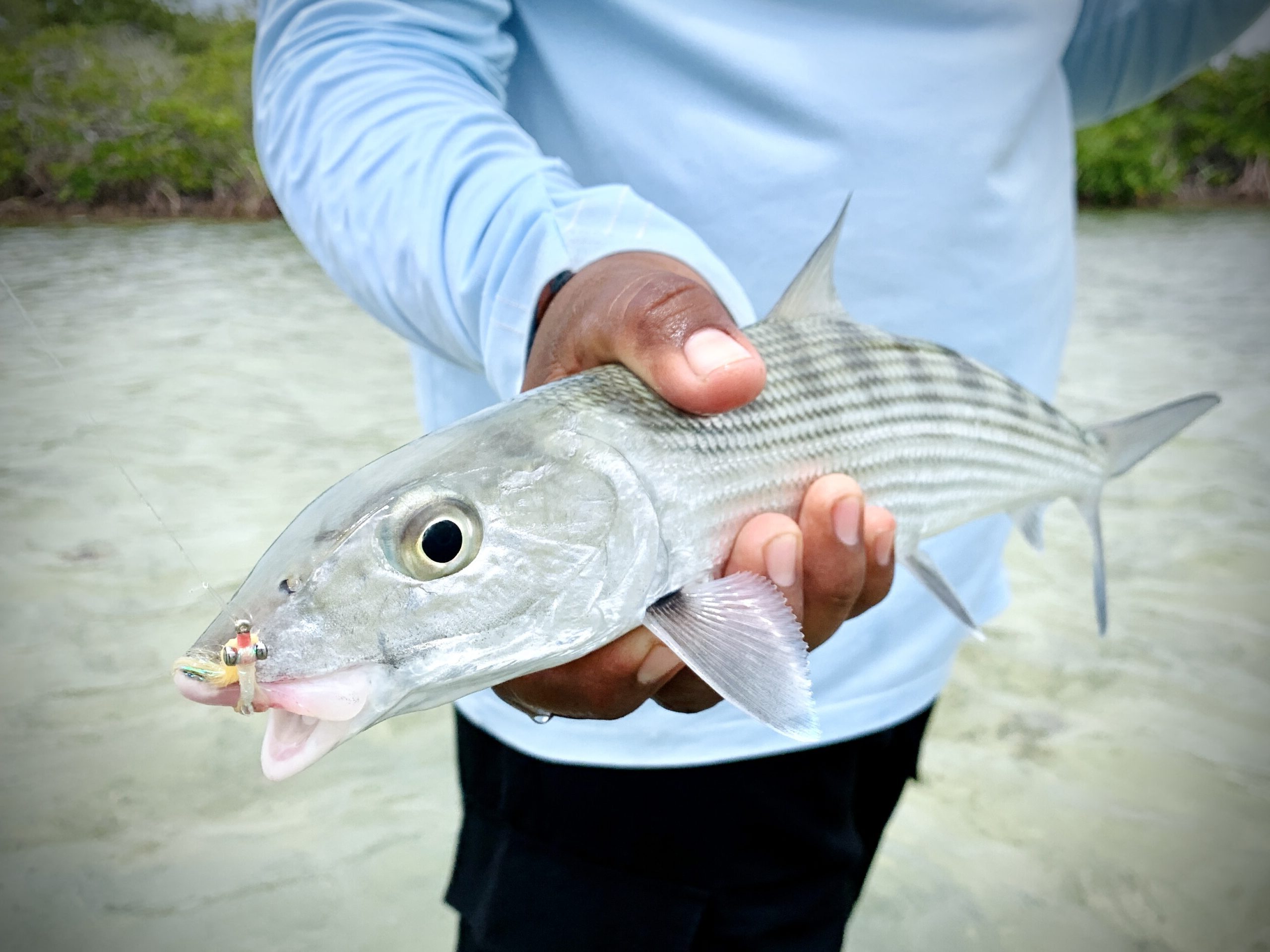 fly fishing for bonefish in xcalak