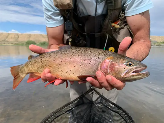 Trucha Degollada Wyoming USA