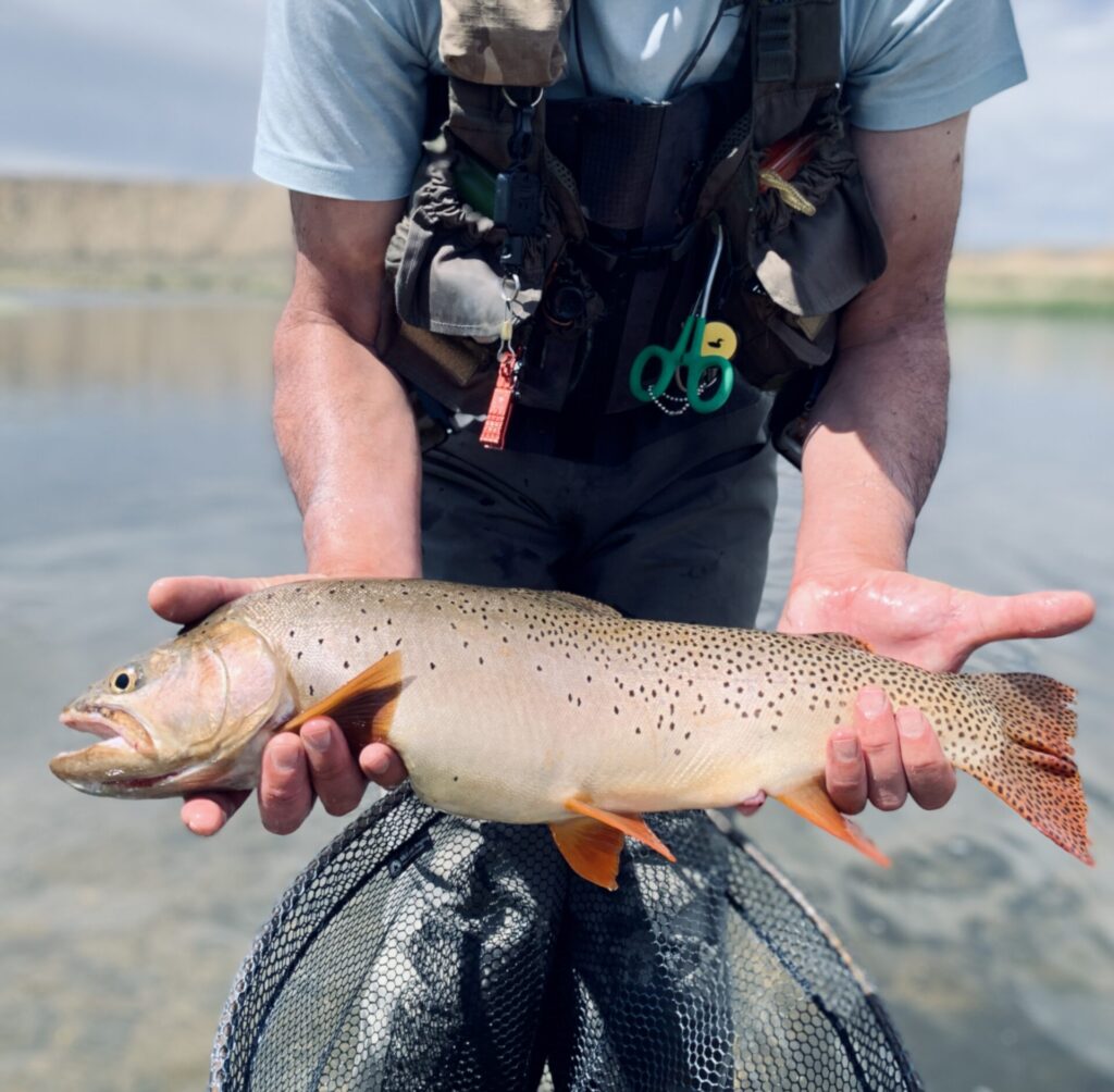 trucha cutthroat wyoming