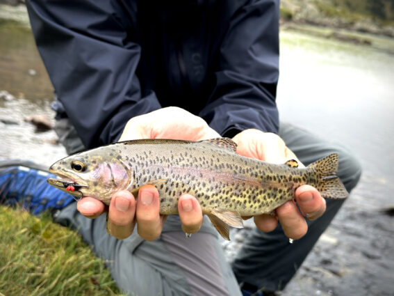 fly fishing in spain barcelona