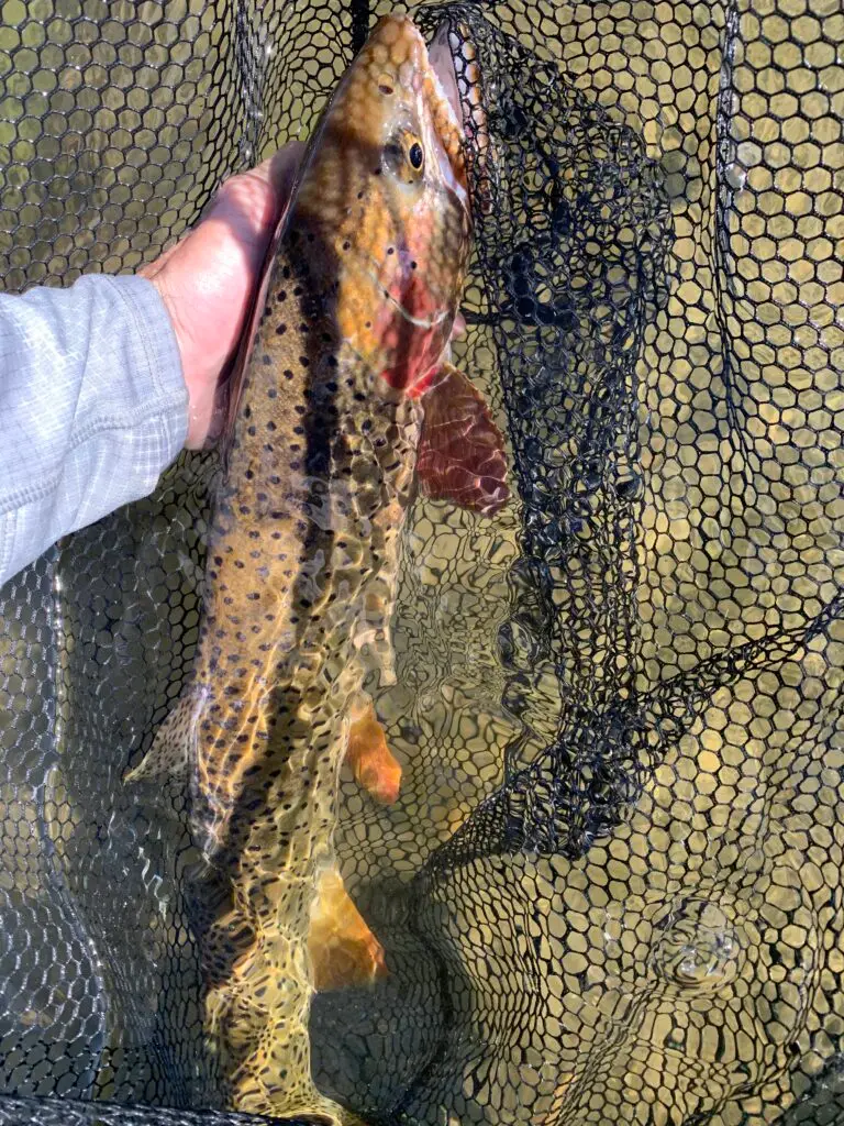 pesca trucha degollada en USA