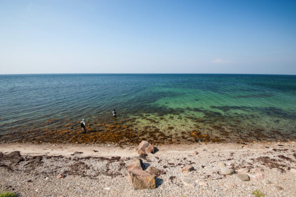 fly fishing sea trout denmark