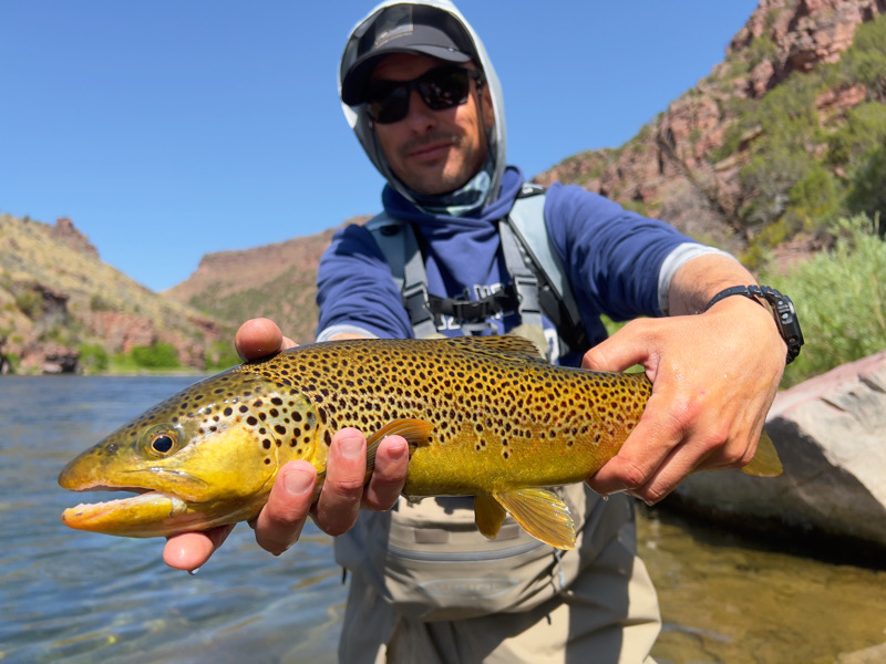 fly fishing brown trout green river