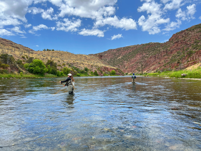 fly fishing brown trout green river