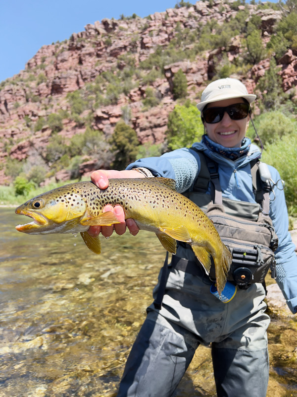 fly fishing brown trout green river flaming gorge