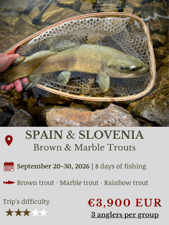 Fly Fishing Trip in Europe Marmorata Trout